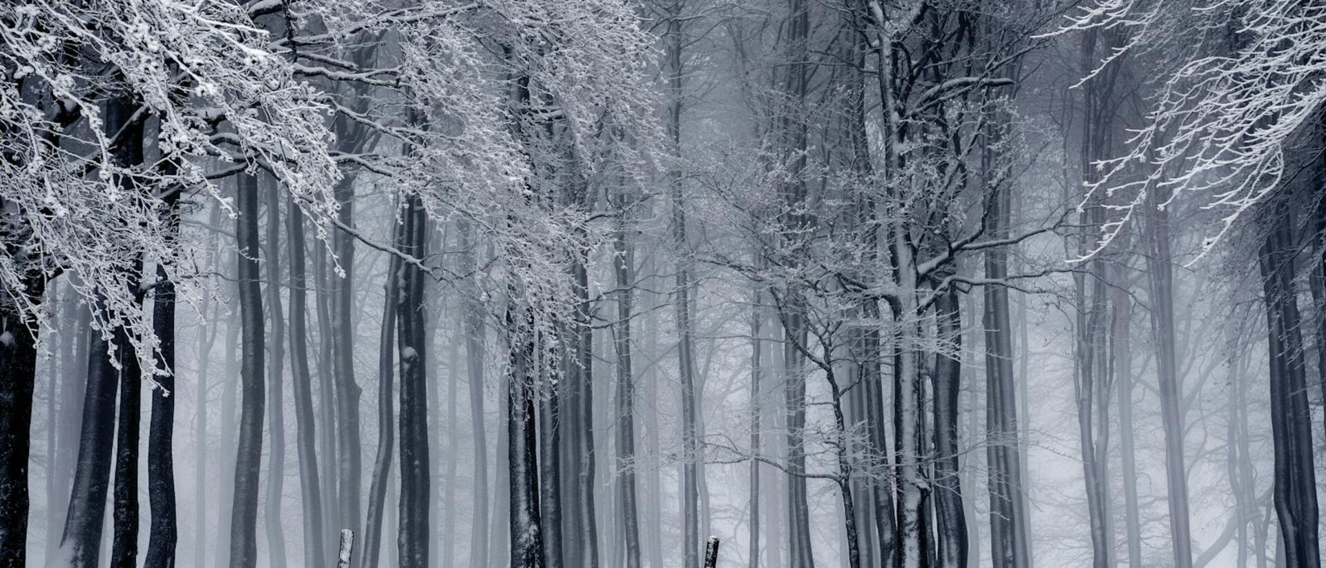 A path through trees with light at the end